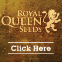 Royal Queen Seeds - Seedshop